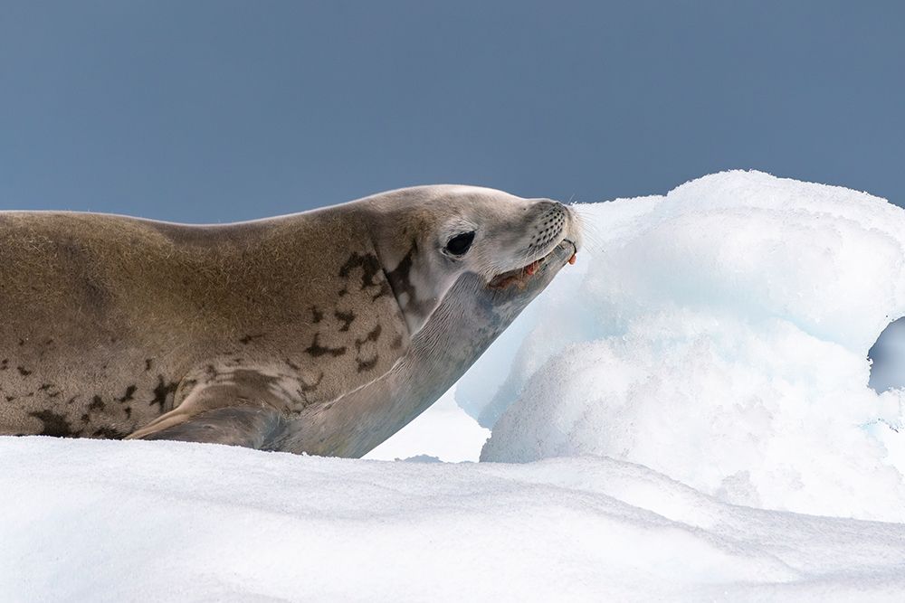 Antarctica, Yalour Islands. Crabeater seal on iceberg.